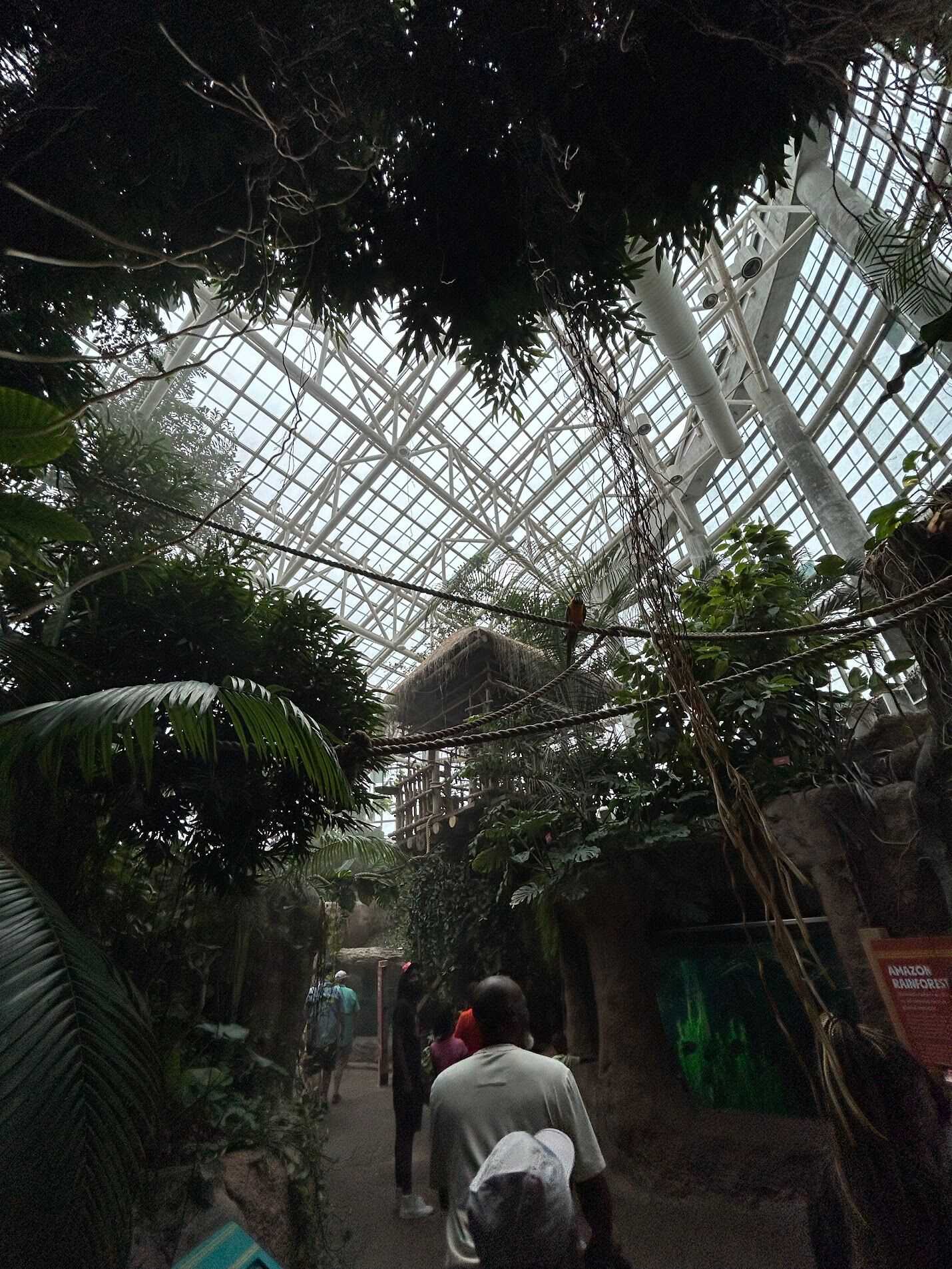 Amazon Rainforest in Audubon Aquarium