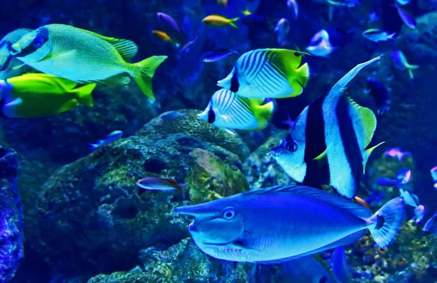 Aquarium fish