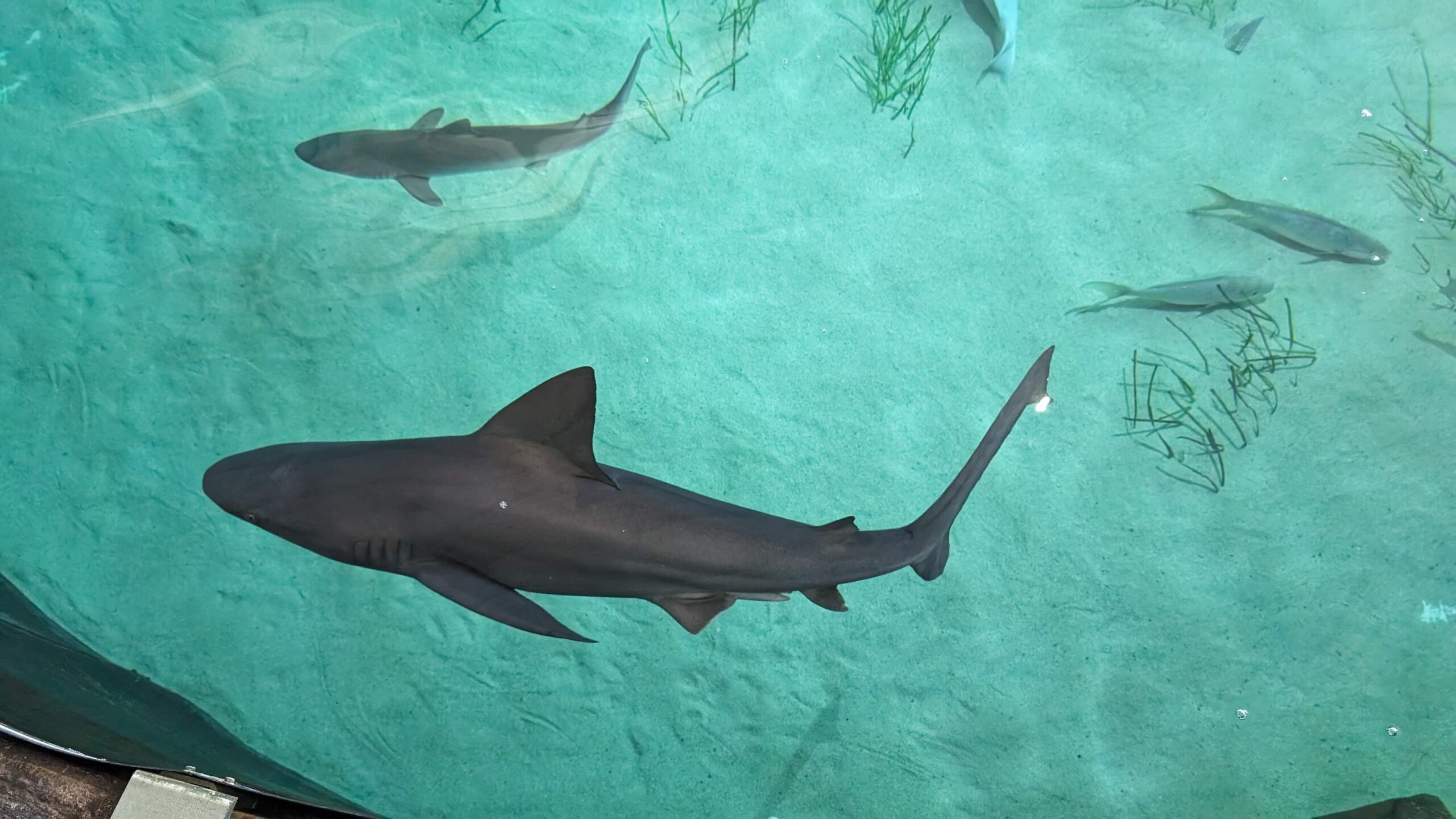 One of the biggest attractions at the Mote Marine Laboratory & Aquarium is the sharks