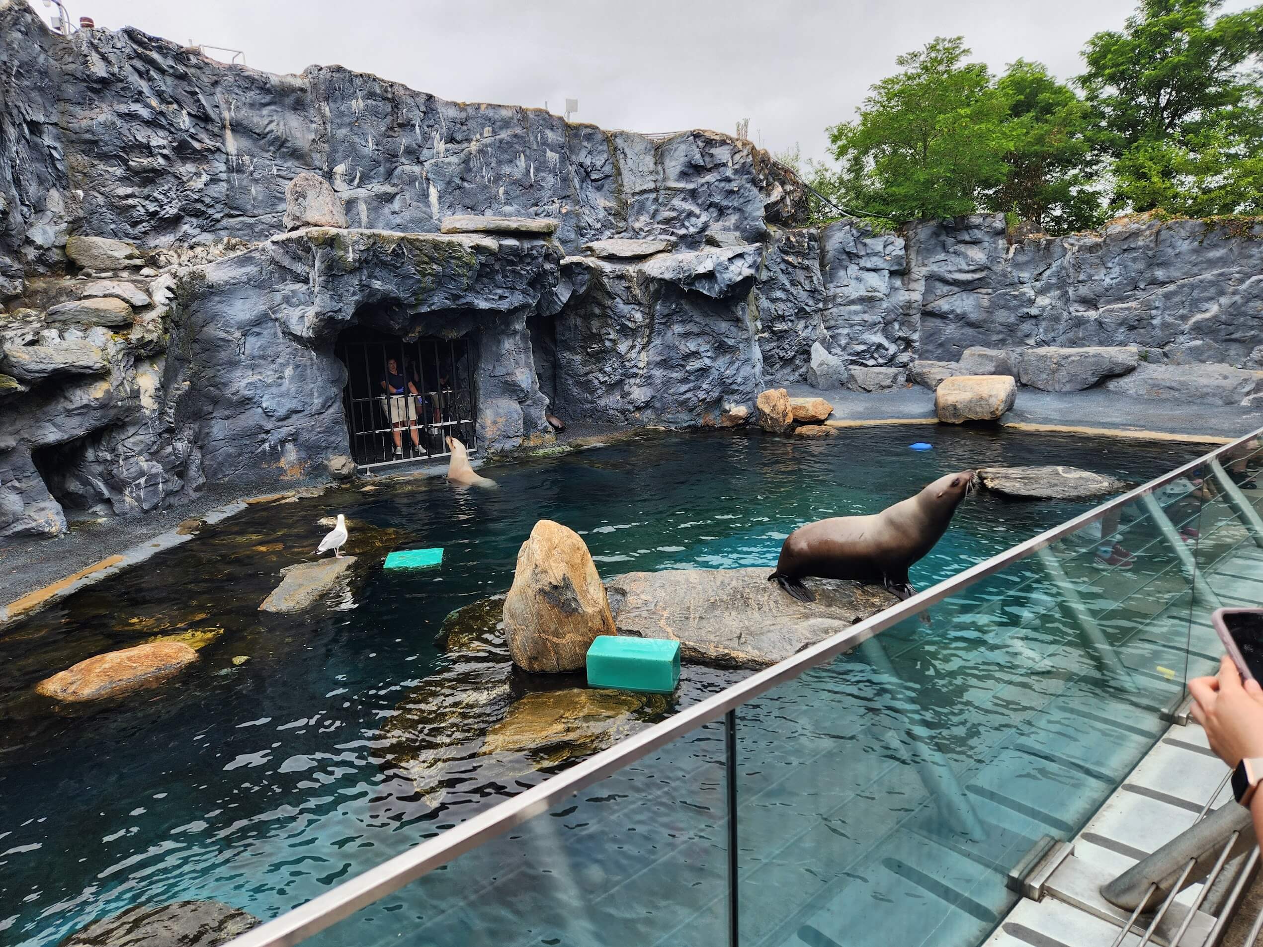 Seals in an open pool at the Mystic Aquarium