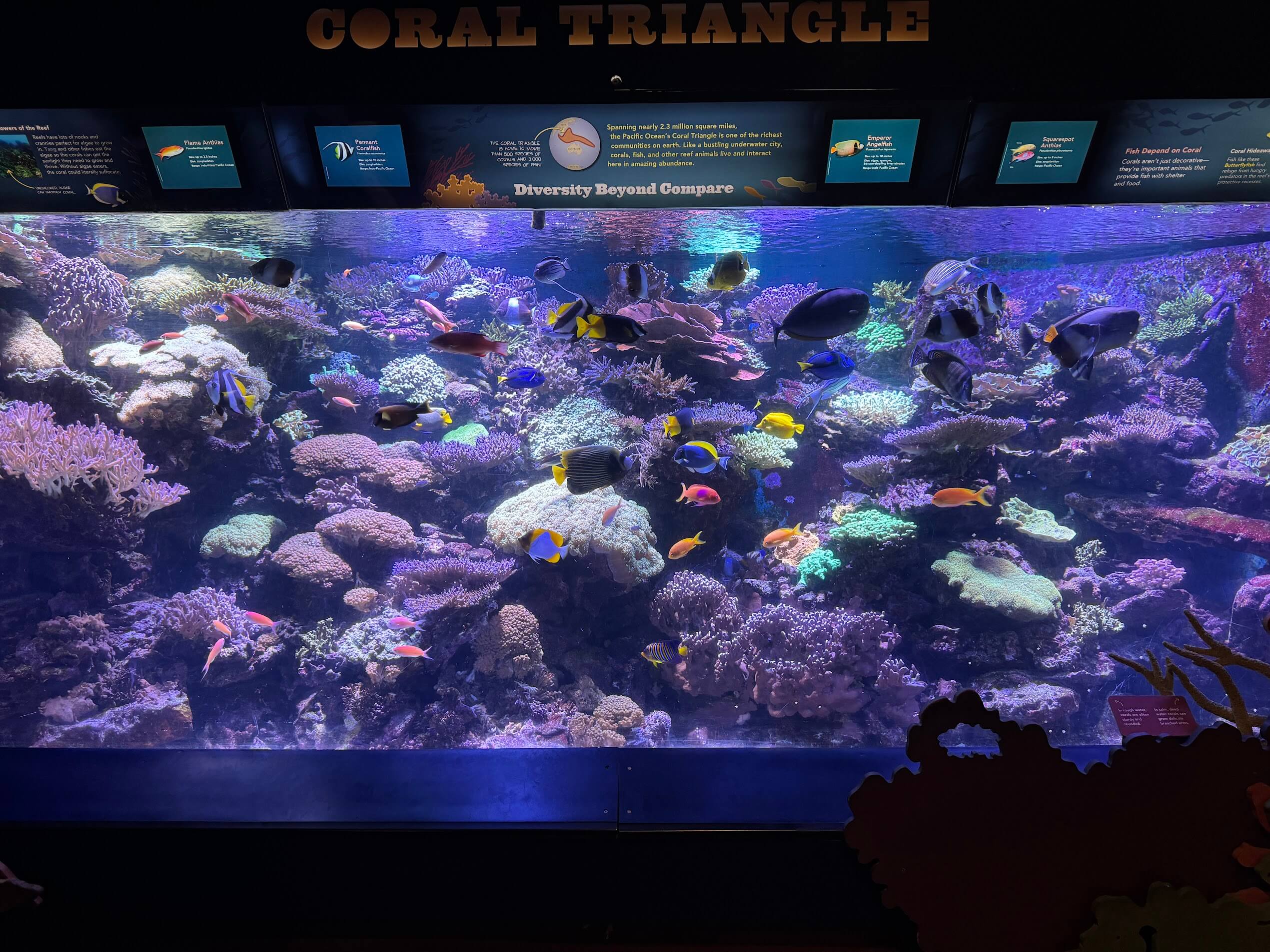 One of the aquariums with small fish at the New York Aquarium in Brooklyn