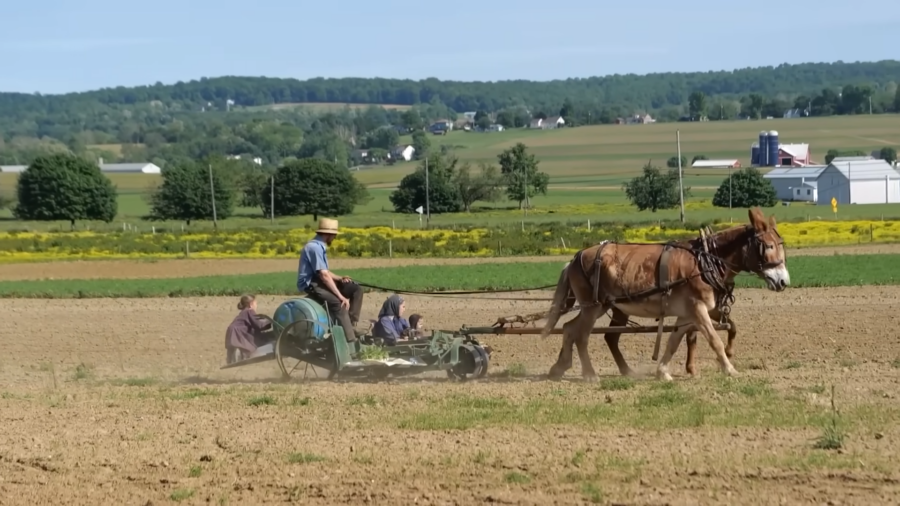  The Image Shows an Amish Farmer Riding a Horse-Drawn Plow, Working the Fields with Members of His Family