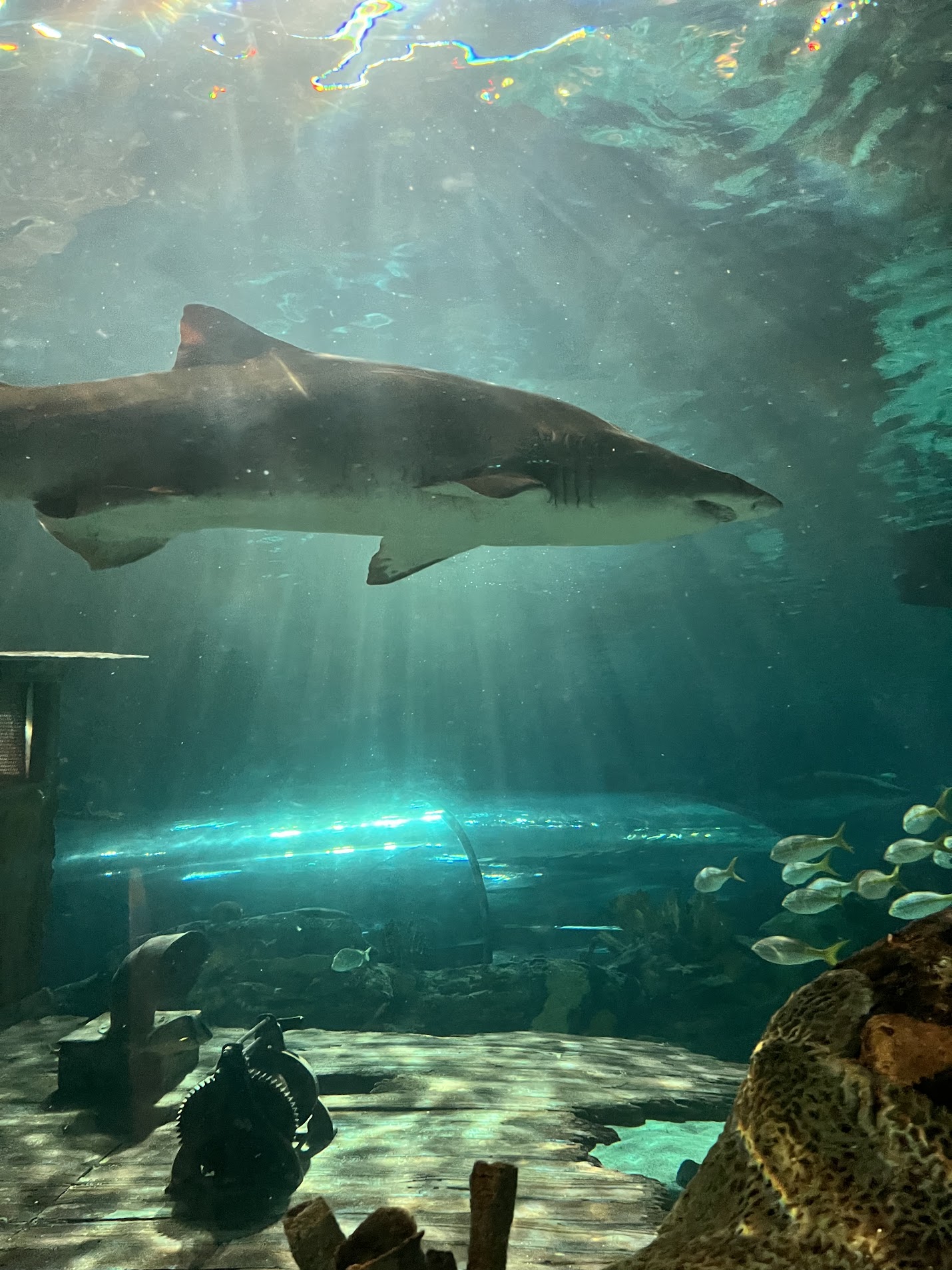 A view of a shark in Ripley's Aquarium of the Smokies