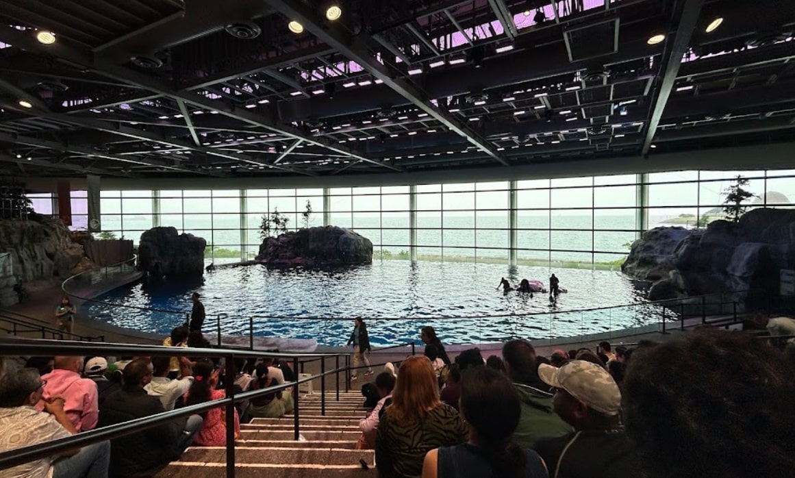 A pool with dolphins in Shedd Aquarium