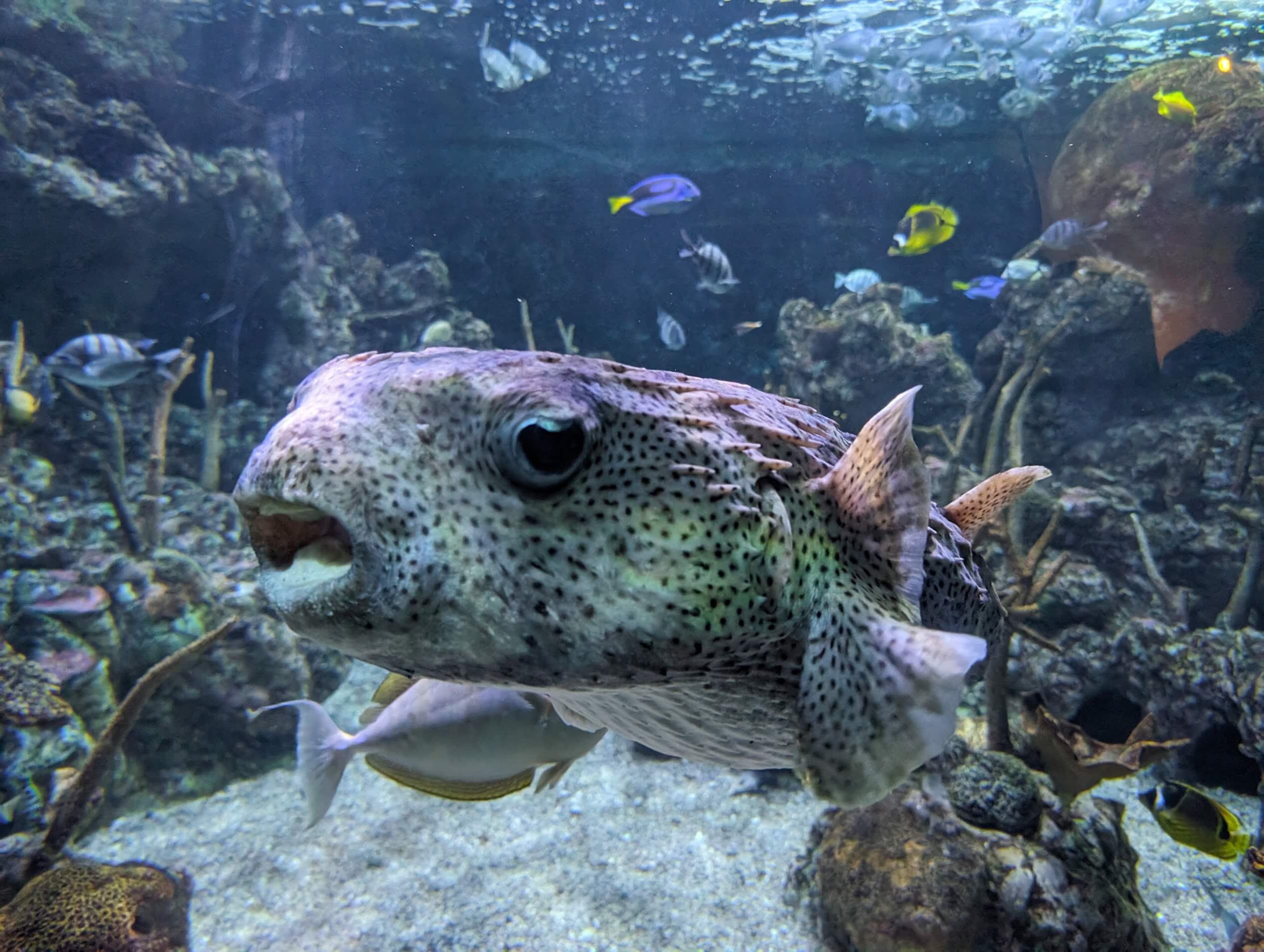 Spot-fin porcupinefish in Seattle Aquarium