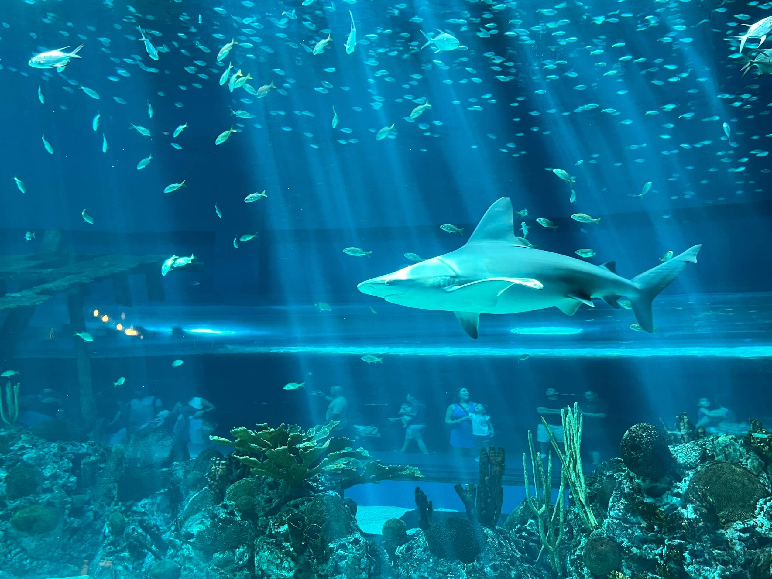 A shark in the Texas State Aquarium