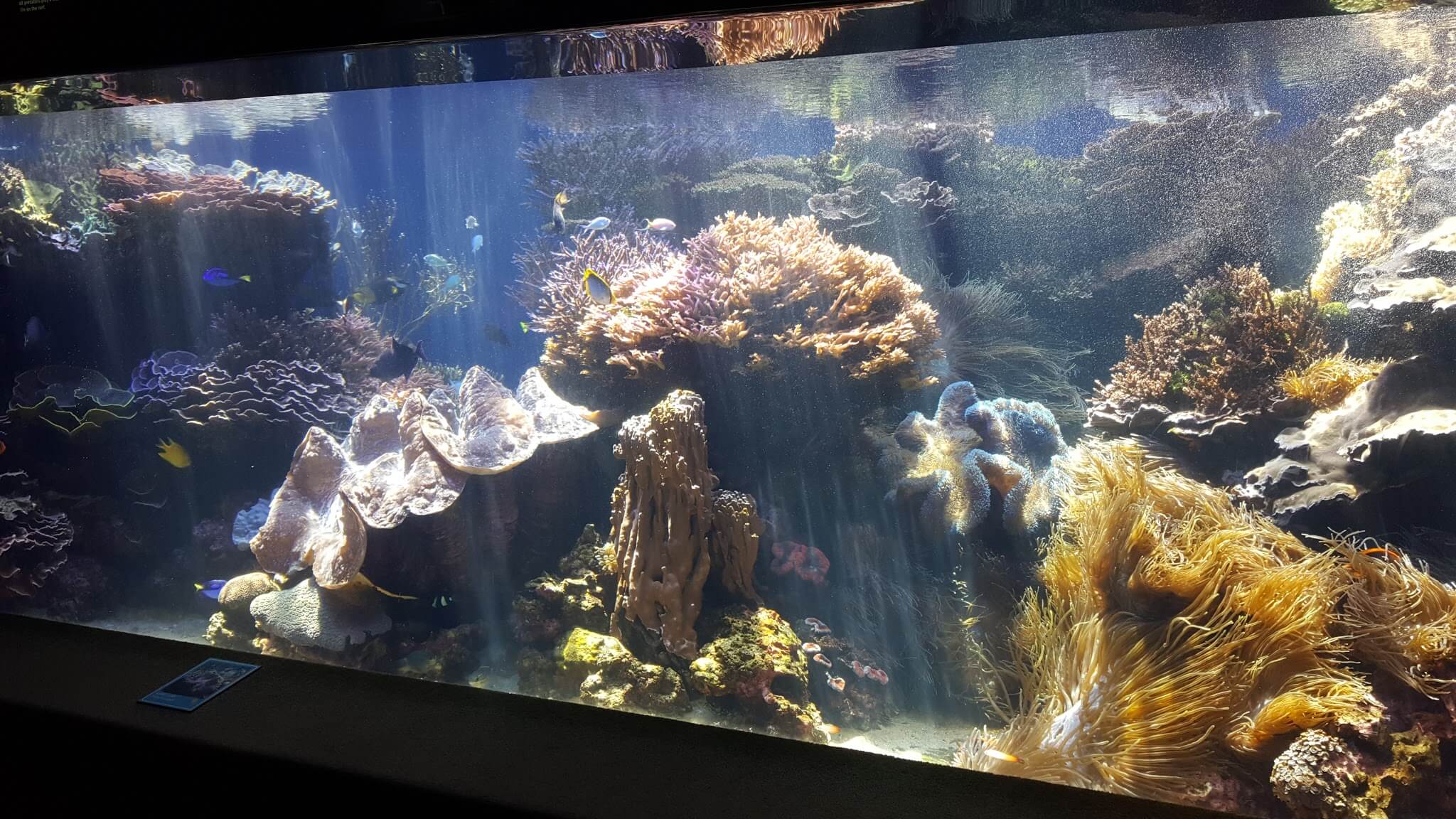 An aquarium with algae at the Waikiki Aquarium in Honolulu