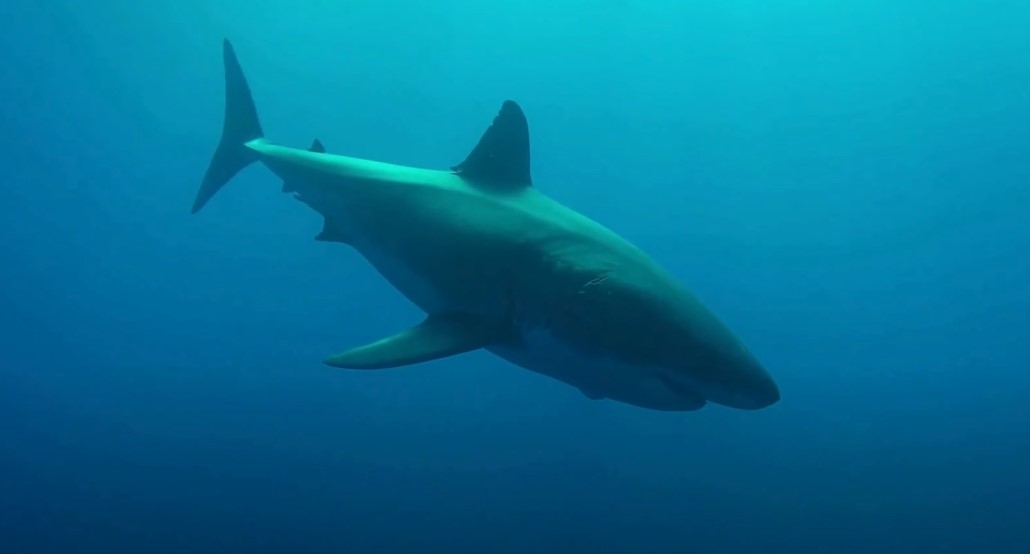 Great white shark swimming underwater