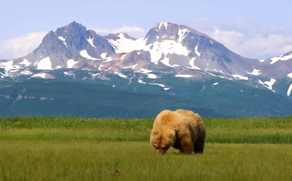 A bear in the Alaskan nature, looking for food