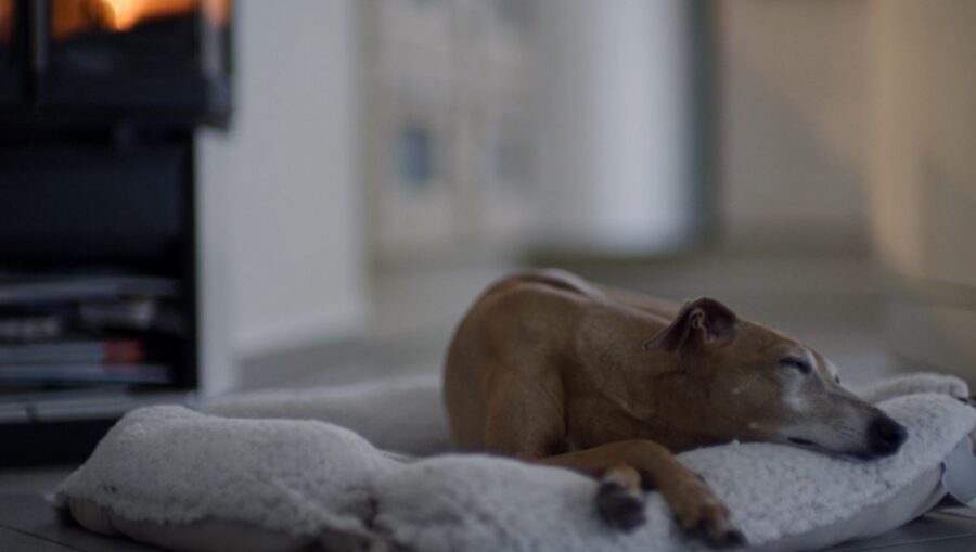 A dog sleeps on his bed