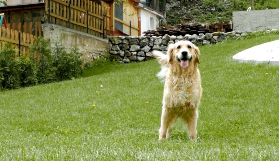 A golden retriever, full of energy, enjoys a sunny day