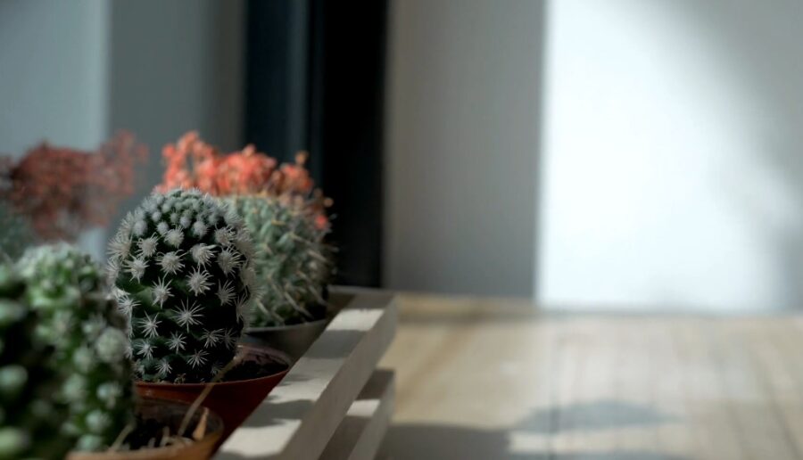 Close-up view of a cluster of cacti