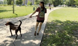 A woman walks her dog on a leash in a sunny park