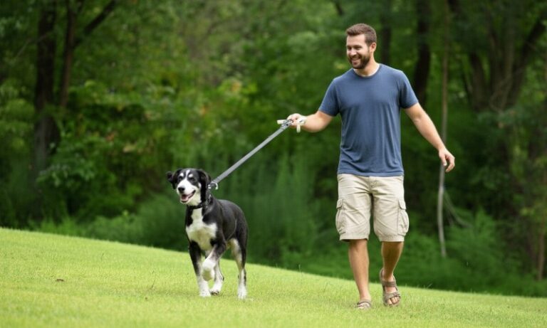Do All States Require Dogs to Be on a Leash in Public? Full State-by ...