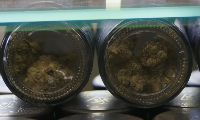 Marijuana buds are showcased in glass jars on shelves within a retail store
