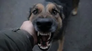 Close up of a dog baring its teeth while biting a person’s hand