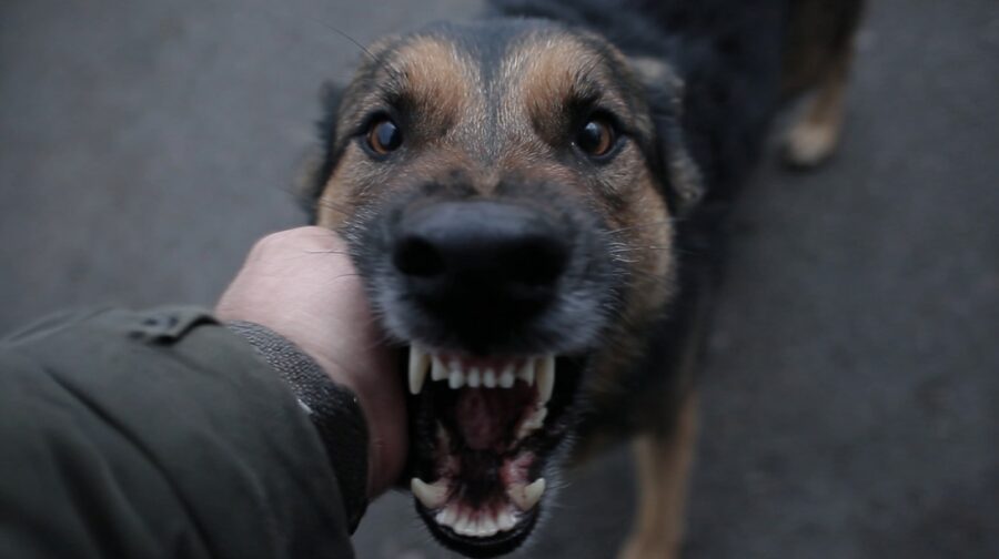 Close up of a dog baring its teeth while biting a person’s hand