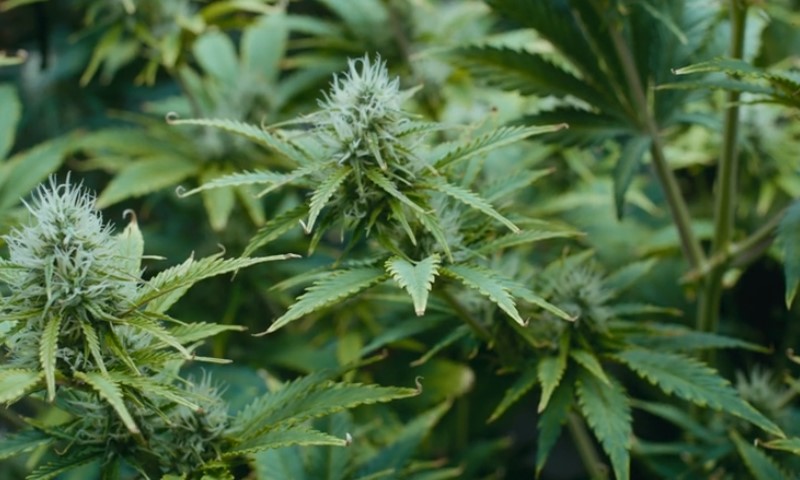Close-up of vibrant green cannabis plants with dense, spiky leaves and frosty buds