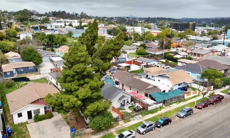 Aerial view of a suburban neighborhood in Stockton CA, with cozy houses, lush greenery, and a prominent tall tree in the center