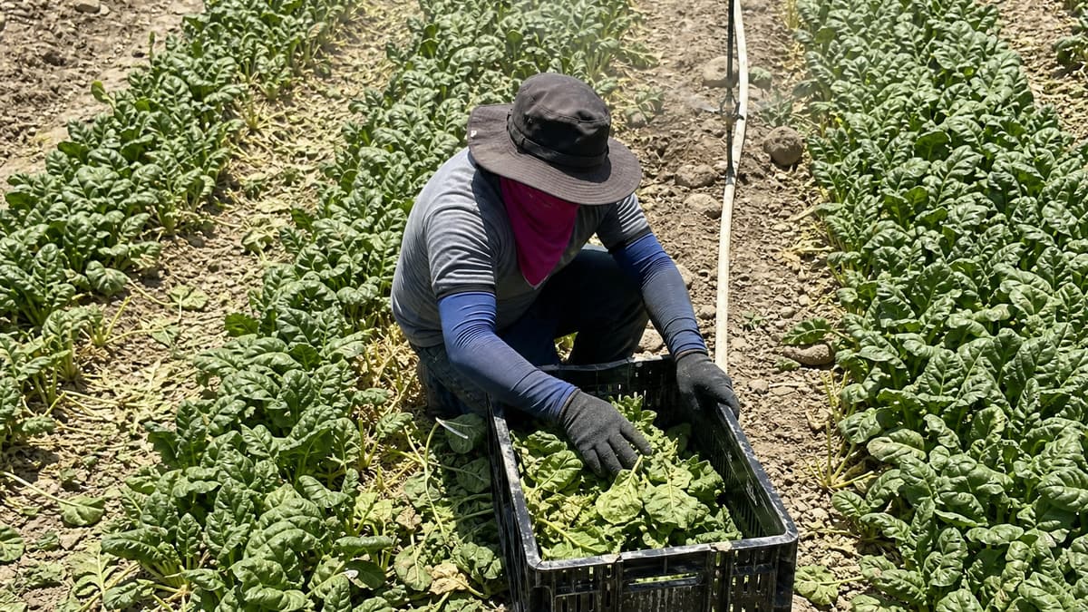 Farmworker kneels between sunlit crop rows with unmarked crates nearby.